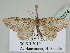  (Eupithecia BOLD:AEE8545 - BC ZSM Lep 110574)  @11 [ ] CreativeCommons - Attribution Non-Commercial Share-Alike (2020) SNSB, Staatliche Naturwissenschaftliche Sammlungen Bayerns ZSM (SNSB, Zoologische Staatssammlung Muenchen)