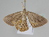  ( - BC ZSM Lep 108741)  @11 [ ] CreativeCommons - Attribution Non-Commercial Share-Alike (2020) SNSB, Staatliche Naturwissenschaftliche Sammlungen Bayerns ZSM (SNSB, Zoologische Staatssammlung Muenchen)