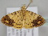  ( - BC ZSM Lep 108760)  @11 [ ] CreativeCommons - Attribution Non-Commercial Share-Alike (2020) SNSB, Staatliche Naturwissenschaftliche Sammlungen Bayerns ZSM (SNSB, Zoologische Staatssammlung Muenchen)