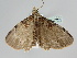  ( - BC ZSM Lep 108775)  @11 [ ] CreativeCommons - Attribution Non-Commercial Share-Alike (2020) SNSB, Staatliche Naturwissenschaftliche Sammlungen Bayerns ZSM (SNSB, Zoologische Staatssammlung Muenchen)