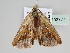  (Thysanopyga BOLD:AEF8155 - BC ZSM Lep 108777)  @11 [ ] CreativeCommons - Attribution Non-Commercial Share-Alike (2020) SNSB, Staatliche Naturwissenschaftliche Sammlungen Bayerns ZSM (SNSB, Zoologische Staatssammlung Muenchen)