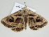  ( - BC ZSM Lep 109983)  @11 [ ] CreativeCommons - Attribution Non-Commercial Share-Alike (2020) SNSB, Staatliche Naturwissenschaftliche Sammlungen Bayerns ZSM (SNSB, Zoologische Staatssammlung Muenchen)