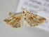 ( - BC ZSM Lep 110027)  @11 [ ] CreativeCommons - Attribution Non-Commercial Share-Alike (2020) SNSB, Staatliche Naturwissenschaftliche Sammlungen Bayerns ZSM (SNSB, Zoologische Staatssammlung Muenchen)