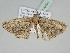  ( - BC ZSM Lep 110091)  @11 [ ] CreativeCommons - Attribution Non-Commercial Share-Alike (2020) SNSB, Staatliche Naturwissenschaftliche Sammlungen Bayerns ZSM (SNSB, Zoologische Staatssammlung Muenchen)