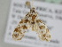  ( - BC ZSM Lep 110140)  @11 [ ] CreativeCommons - Attribution Non-Commercial Share-Alike (2020) SNSB, Staatliche Naturwissenschaftliche Sammlungen Bayerns ZSM (SNSB, Zoologische Staatssammlung Muenchen)