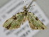  ( - BC ZSM Lep 110162)  @11 [ ] CreativeCommons - Attribution Non-Commercial Share-Alike (2020) SNSB, Staatliche Naturwissenschaftliche Sammlungen Bayerns ZSM (SNSB, Zoologische Staatssammlung Muenchen)
