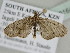  (Eupithecia BOLD:AEE8490 - BC ZSM Lep 110164)  @11 [ ] CreativeCommons - Attribution Non-Commercial Share-Alike (2020) SNSB, Staatliche Naturwissenschaftliche Sammlungen Bayerns ZSM (SNSB, Zoologische Staatssammlung Muenchen)