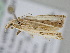  ( - BC ZSM Lep 110188)  @11 [ ] CreativeCommons - Attribution Non-Commercial Share-Alike (2020) SNSB, Staatliche Naturwissenschaftliche Sammlungen Bayerns ZSM (SNSB, Zoologische Staatssammlung Muenchen)