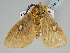  ( - BC ZSM Lep 110233)  @11 [ ] CreativeCommons - Attribution Non-Commercial Share-Alike (2020) SNSB, Staatliche Naturwissenschaftliche Sammlungen Bayerns ZSM (SNSB, Zoologische Staatssammlung Muenchen)