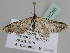  (Eupithecia BOLD:AEE4619 - BC ZSM Lep 110268)  @11 [ ] CreativeCommons - Attribution Non-Commercial Share-Alike (2020) SNSB, Staatliche Naturwissenschaftliche Sammlungen Bayerns ZSM (SNSB, Zoologische Staatssammlung Muenchen)