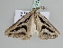  ( - BC ZSM Lep 110269)  @11 [ ] CreativeCommons - Attribution Non-Commercial Share-Alike (2020) SNSB, Staatliche Naturwissenschaftliche Sammlungen Bayerns ZSM (SNSB, Zoologische Staatssammlung Muenchen)