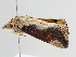  ( - BC ZSM Lep 110276)  @12 [ ] CreativeCommons - Attribution Non-Commercial Share-Alike (2020) SNSB, Staatliche Naturwissenschaftliche Sammlungen Bayerns ZSM (SNSB, Zoologische Staatssammlung Muenchen)