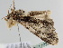  ( - BC ZSM Lep 110308)  @11 [ ] CreativeCommons - Attribution Non-Commercial Share-Alike (2020) SNSB, Staatliche Naturwissenschaftliche Sammlungen Bayerns ZSM (SNSB, Zoologische Staatssammlung Muenchen)