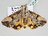  ( - BC ZSM Lep 110321)  @13 [ ] CreativeCommons - Attribution Non-Commercial Share-Alike (2020) SNSB, Staatliche Naturwissenschaftliche Sammlungen Bayerns ZSM (SNSB, Zoologische Staatssammlung Muenchen)