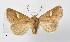  ( - BC ZSM Lep 110355)  @11 [ ] CreativeCommons - Attribution Non-Commercial Share-Alike (2020) SNSB, Staatliche Naturwissenschaftliche Sammlungen Bayerns ZSM (SNSB, Zoologische Staatssammlung Muenchen)