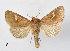  ( - BC ZSM Lep 110356)  @11 [ ] CreativeCommons - Attribution Non-Commercial Share-Alike (2020) SNSB, Staatliche Naturwissenschaftliche Sammlungen Bayerns ZSM (SNSB, Zoologische Staatssammlung Muenchen)