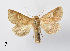  ( - BC ZSM Lep 110358)  @11 [ ] CreativeCommons - Attribution Non-Commercial Share-Alike (2020) SNSB, Staatliche Naturwissenschaftliche Sammlungen Bayerns ZSM (SNSB, Zoologische Staatssammlung Muenchen)
