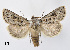  ( - BC ZSM Lep 110370)  @11 [ ] CreativeCommons - Attribution Non-Commercial Share-Alike (2020) SNSB, Staatliche Naturwissenschaftliche Sammlungen Bayerns ZSM (SNSB, Zoologische Staatssammlung Muenchen)