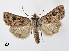  ( - BC ZSM Lep 110371)  @11 [ ] CreativeCommons - Attribution Non-Commercial Share-Alike (2020) SNSB, Staatliche Naturwissenschaftliche Sammlungen Bayerns ZSM (SNSB, Zoologische Staatssammlung Muenchen)