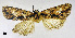  ( - BC ZSM Lep 110397)  @11 [ ] CreativeCommons - Attribution Non-Commercial Share-Alike (2020) SNSB, Staatliche Naturwissenschaftliche Sammlungen Bayerns ZSM (SNSB, Zoologische Staatssammlung Muenchen)