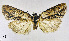  ( - BC ZSM Lep 110398)  @11 [ ] CreativeCommons - Attribution Non-Commercial Share-Alike (2020) SNSB, Staatliche Naturwissenschaftliche Sammlungen Bayerns ZSM (SNSB, Zoologische Staatssammlung Muenchen)