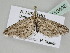  (Eupithecia reginamontium - BC ZSM Lep 110408)  @11 [ ] CreativeCommons - Attribution Non-Commercial Share-Alike (2020) SNSB, Staatliche Naturwissenschaftliche Sammlungen Bayerns ZSM (SNSB, Zoologische Staatssammlung Muenchen)