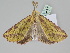  ( - BC ZSM Lep 110436)  @11 [ ] CreativeCommons - Attribution Non-Commercial Share-Alike (2020) SNSB, Staatliche Naturwissenschaftliche Sammlungen Bayerns ZSM (SNSB, Zoologische Staatssammlung Muenchen)