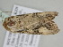  ( - BC ZSM Lep 110970)  @12 [ ] CreativeCommons - Attribution Non-Commercial Share-Alike (2020) SNSB, Staatliche Naturwissenschaftliche Sammlungen Bayerns ZSM (SNSB, Zoologische Staatssammlung Muenchen)
