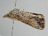  ( - BC ZSM Lep 110971)  @12 [ ] CreativeCommons - Attribution Non-Commercial Share-Alike (2020) SNSB, Staatliche Naturwissenschaftliche Sammlungen Bayerns ZSM (SNSB, Zoologische Staatssammlung Muenchen)