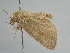  ( - BC ZSM Lep 110975)  @11 [ ] CreativeCommons - Attribution Non-Commercial Share-Alike (2020) SNSB, Staatliche Naturwissenschaftliche Sammlungen Bayerns ZSM (SNSB, Zoologische Staatssammlung Muenchen)