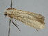  ( - BC ZSM Lep 111053)  @11 [ ] CreativeCommons - Attribution Non-Commercial Share-Alike (2020) SNSB, Staatliche Naturwissenschaftliche Sammlungen Bayerns ZSM (SNSB, Zoologische Staatssammlung Muenchen)