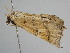  ( - BC ZSM Lep 111078)  @11 [ ] CreativeCommons - Attribution Non-Commercial Share-Alike (2020) SNSB, Staatliche Naturwissenschaftliche Sammlungen Bayerns ZSM (SNSB, Zoologische Staatssammlung Muenchen)