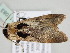  ( - BC ZSM Lep 111083)  @11 [ ] CreativeCommons - Attribution Non-Commercial Share-Alike (2020) SNSB, Staatliche Naturwissenschaftliche Sammlungen Bayerns ZSM (SNSB, Zoologische Staatssammlung Muenchen)