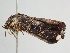  ( - BC ZSM Lep 111100)  @11 [ ] CreativeCommons - Attribution Non-Commercial Share-Alike (2020) SNSB, Staatliche Naturwissenschaftliche Sammlungen Bayerns ZSM (SNSB, Zoologische Staatssammlung Muenchen)