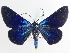  ( - BC ZSM Lep 111124)  @11 [ ] CreativeCommons - Attribution Non-Commercial Share-Alike (2020) SNSB, Staatliche Naturwissenschaftliche Sammlungen Bayerns ZSM (SNSB, Zoologische Staatssammlung Muenchen)