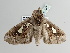  ( - BC ZSM Lep 111167)  @11 [ ] CreativeCommons - Attribution Non-Commercial Share-Alike (2020) SNSB, Staatliche Naturwissenschaftliche Sammlungen Bayerns ZSM (SNSB, Zoologische Staatssammlung Muenchen)