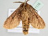  ( - BC ZSM Lep 111176)  @11 [ ] CreativeCommons - Attribution Non-Commercial Share-Alike (2020) SNSB, Staatliche Naturwissenschaftliche Sammlungen Bayerns ZSM (SNSB, Zoologische Staatssammlung Muenchen)