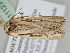  ( - BC ZSM Lep 111231)  @11 [ ] CreativeCommons - Attribution Non-Commercial Share-Alike (2020) SNSB, Staatliche Naturwissenschaftliche Sammlungen Bayerns ZSM (SNSB, Zoologische Staatssammlung Muenchen)