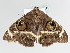  ( - BC ZSM Lep 111266)  @11 [ ] CreativeCommons - Attribution Non-Commercial Share-Alike (2020) SNSB, Staatliche Naturwissenschaftliche Sammlungen Bayerns ZSM (SNSB, Zoologische Staatssammlung Muenchen)