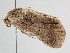  ( - BC ZSM Lep 111270)  @11 [ ] CreativeCommons - Attribution Non-Commercial Share-Alike (2020) SNSB, Staatliche Naturwissenschaftliche Sammlungen Bayerns ZSM (SNSB, Zoologische Staatssammlung Muenchen)