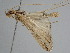  ( - BC ZSM Lep 111303)  @11 [ ] CreativeCommons - Attribution Non-Commercial Share-Alike (2020) SNSB, Staatliche Naturwissenschaftliche Sammlungen Bayerns ZSM (SNSB, Zoologische Staatssammlung Muenchen)