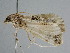  ( - BC ZSM Lep 111320)  @11 [ ] CreativeCommons - Attribution Non-Commercial Share-Alike (2020) SNSB, Staatliche Naturwissenschaftliche Sammlungen Bayerns ZSM (SNSB, Zoologische Staatssammlung Muenchen)