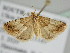  ( - BC ZSM Lep 111341)  @11 [ ] CreativeCommons - Attribution Non-Commercial Share-Alike (2020) SNSB, Staatliche Naturwissenschaftliche Sammlungen Bayerns ZSM (SNSB, Zoologische Staatssammlung Muenchen)