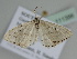  ( - BC ZSM Lep 111396)  @11 [ ] CreativeCommons - Attribution Non-Commercial Share-Alike (2020) SNSB, Staatliche Naturwissenschaftliche Sammlungen Bayerns ZSM (SNSB, Zoologische Staatssammlung Muenchen)