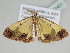  ( - BC ZSM Lep 111421)  @11 [ ] CreativeCommons - Attribution Non-Commercial Share-Alike (2020) SNSB, Staatliche Naturwissenschaftliche Sammlungen Bayerns ZSM (SNSB, Zoologische Staatssammlung Muenchen)