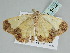  ( - BC ZSM Lep 111422)  @11 [ ] CreativeCommons - Attribution Non-Commercial Share-Alike (2020) SNSB, Staatliche Naturwissenschaftliche Sammlungen Bayerns ZSM (SNSB, Zoologische Staatssammlung Muenchen)