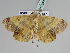  ( - BC ZSM Lep 111433)  @12 [ ] CreativeCommons - Attribution Non-Commercial Share-Alike (2020) SNSB, Staatliche Naturwissenschaftliche Sammlungen Bayerns ZSM (SNSB, Zoologische Staatssammlung Muenchen)