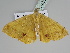  ( - BC ZSM Lep 111435)  @12 [ ] CreativeCommons - Attribution Non-Commercial Share-Alike (2020) SNSB, Staatliche Naturwissenschaftliche Sammlungen Bayerns ZSM (SNSB, Zoologische Staatssammlung Muenchen)