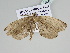  ( - BC ZSM Lep 111479)  @11 [ ] CreativeCommons - Attribution Non-Commercial Share-Alike (2020) SNSB, Staatliche Naturwissenschaftliche Sammlungen Bayerns ZSM (SNSB, Zoologische Staatssammlung Muenchen)
