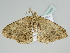  ( - BC ZSM Lep 111484)  @11 [ ] CreativeCommons - Attribution Non-Commercial Share-Alike (2020) SNSB, Staatliche Naturwissenschaftliche Sammlungen Bayerns ZSM (SNSB, Zoologische Staatssammlung Muenchen)